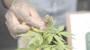Permite SCJN posesión de más de 5 gr de cannabis