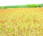Sequía causa daños en cultivos de sorgo
