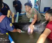 Apoya Protección Civil en rescate de delfín