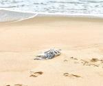 Sacrifican animales en la playa Miramar