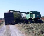 Finalizarán las trillas de sorgo