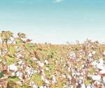 Alistan productores la pizca de algodón
