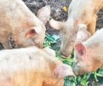 Detectan criadero de cerdos en zona urbana de Madero