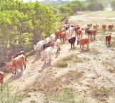 Cae la producción de ganado por alto costo