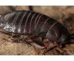 Cucaracha carnívora "extinta"  reaparece después de 90 años