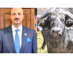 Muere cazador mexicano  Embestido por un búfalo