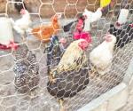 Vigila Salud casos de gripe aviar