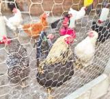 Vigila Salud casos de gripe aviar