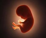 Cinco etapas del desarrollo embrionario
