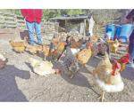 Niegan riesgo de contagios por gripe aviar