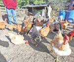 Refuerzan medidas contra la gripe aviar