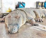 Proyectan santuario de cocodrilos en Madero