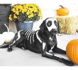 Disfraces de Halloween para mascotas dignos de exhibirse