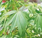 Acusan amenazas por avalar cannabis
