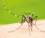 Tamaulipas con 52 casos de dengue