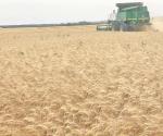 Cae producción de trigo