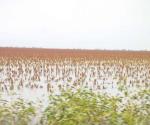 Lluvias paralizan la trilla de sorgo