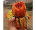 Pitaya, una fruta desértica con muchos beneficios
