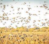 Aves arrasan los pocos sembradíos de sorgo