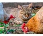 ¿Cómo saber si un gato tiene gripe aviar?