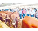 Migran ganaderos de NL a Tamaulipas
