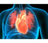 Supervitamina que protege el corazón, según expertos en medicina