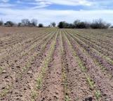 Auguran buenos cultivos de sorgo