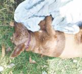Alarma exterminio de mascotas en Tampico