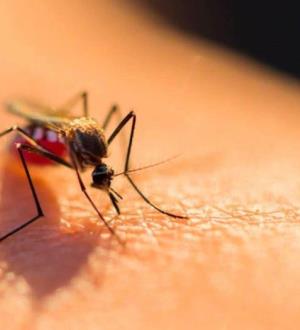 Alerta variante del dengue en Tamaulipas