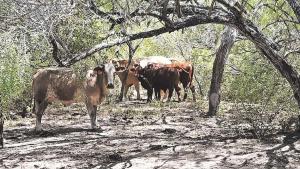 Disminuye precio de ganado bovino