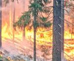 Reportan 13 incendios forestales en Tarahumara