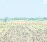 Afectan lluvias al sorgo