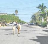 Merodean caballos en las calles de VH