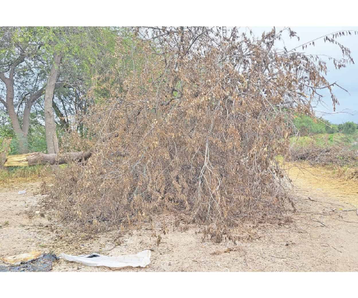 Obstruye árbol caído carril en lateral del Rodhe