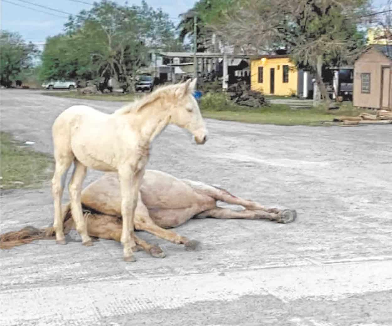 Matan a yegua de un balazo