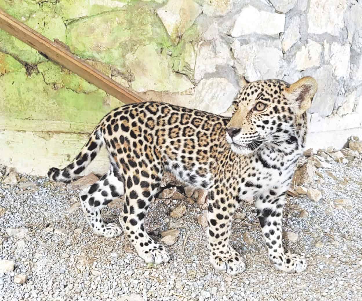 Llegan cachorros de jaguar a parque ecológico ´El Cielo´