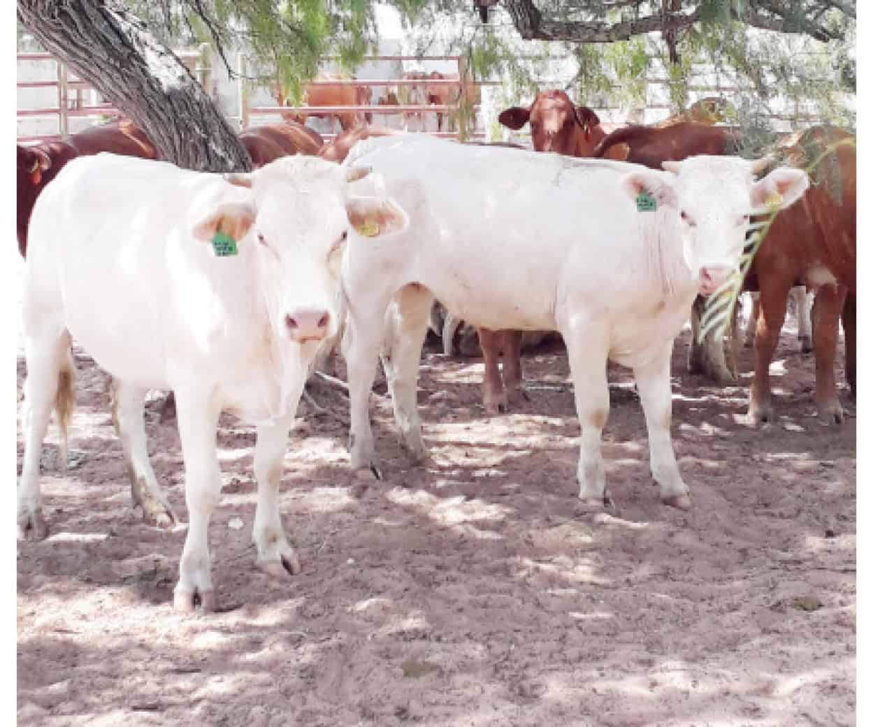 Descartan la presencia del gusano barrenador