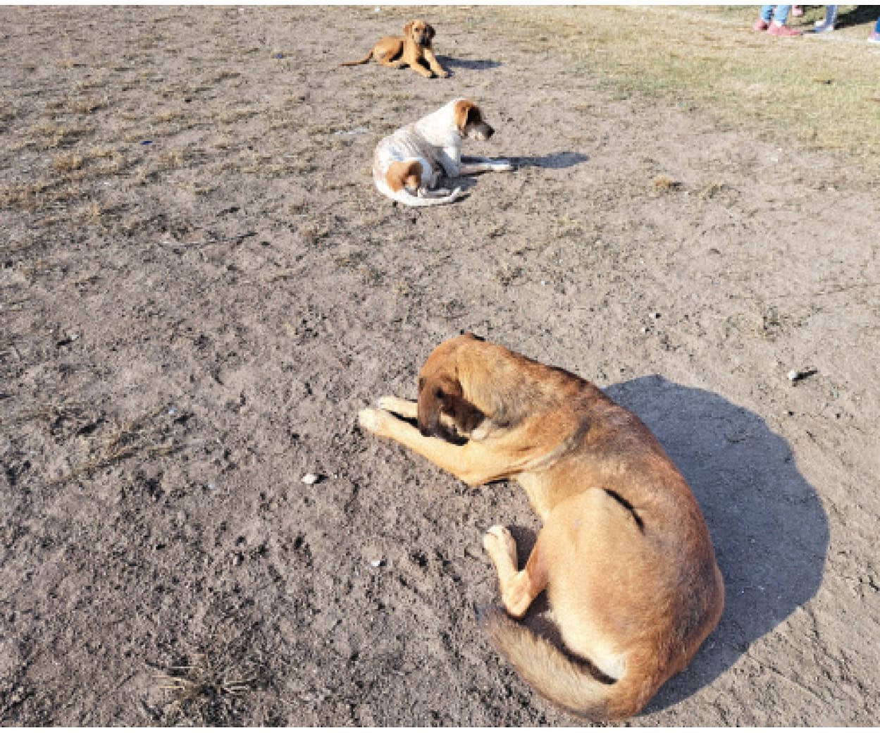 Denuncian abandono de mascotas