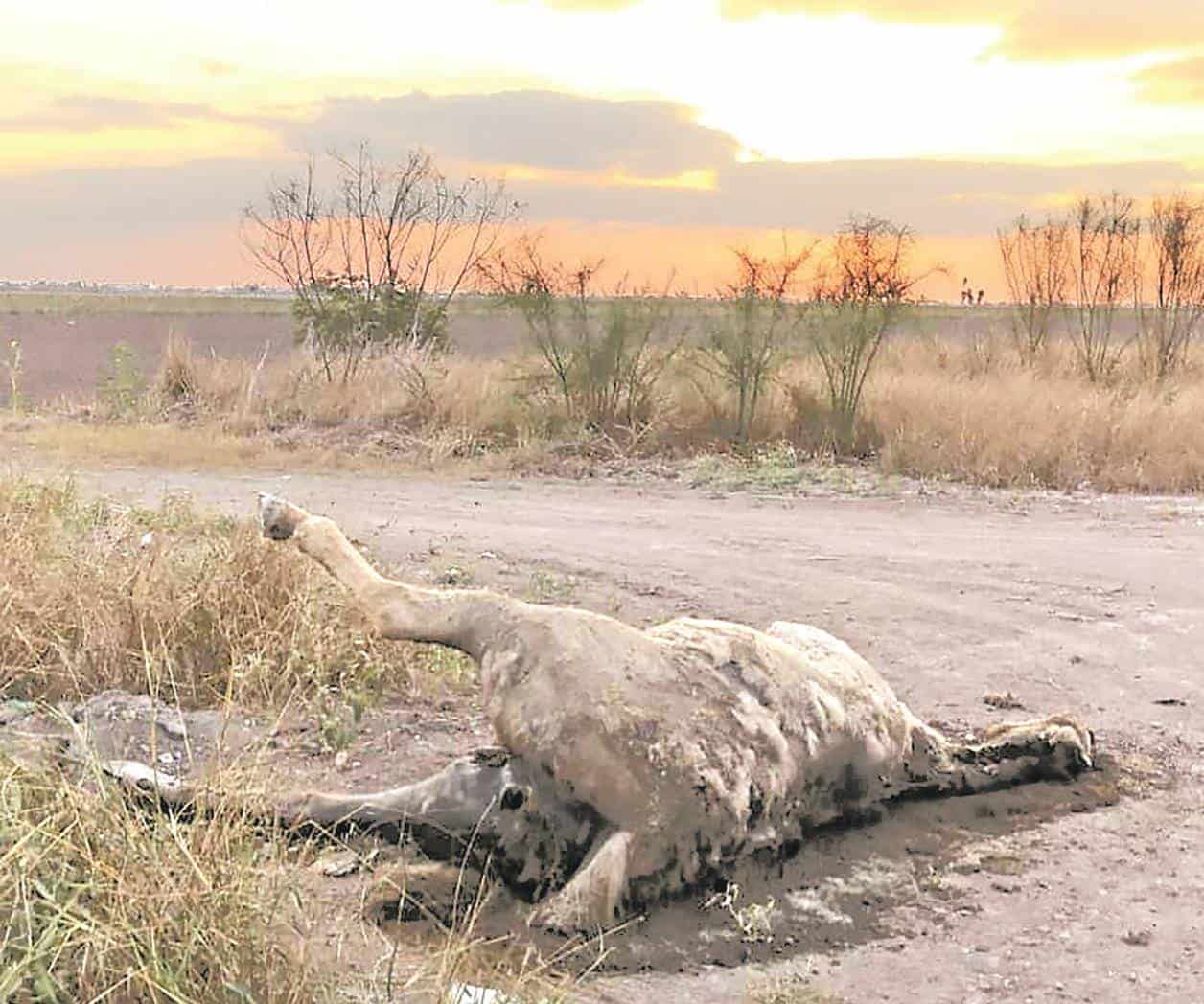 Tiran cuerpo de un caballo