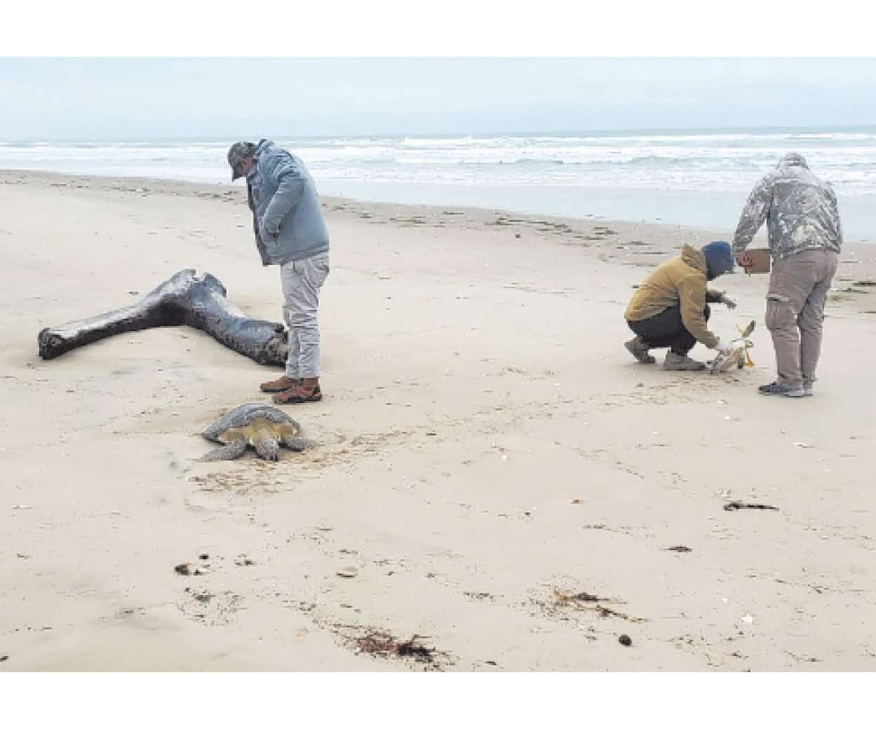 Rescatan a tortugas por el frente frío